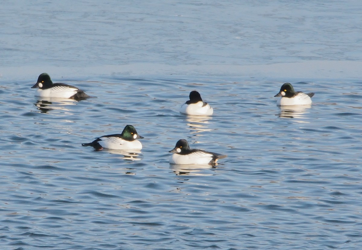 Common Goldeneye - John Gordinier