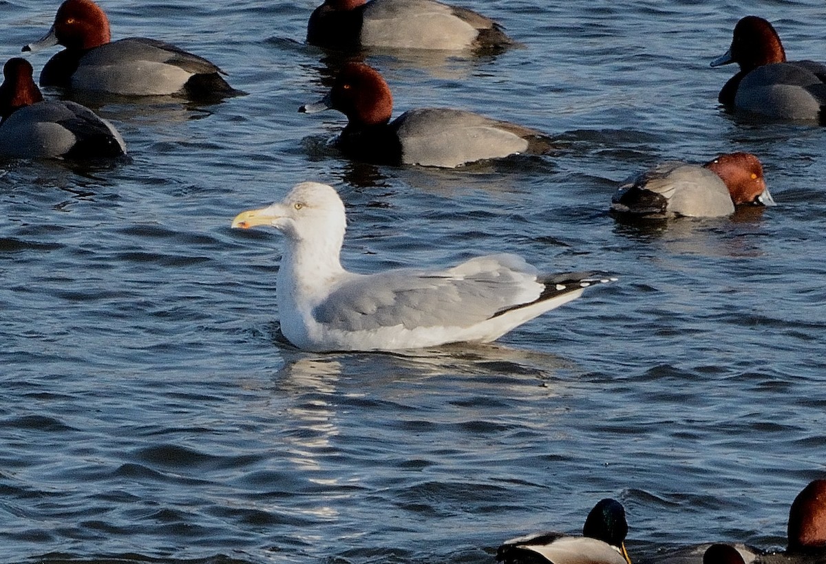 Gaviota Argéntea (americana) - ML210479511