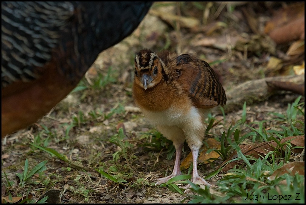 Blue-billed Curassow - ML210481011