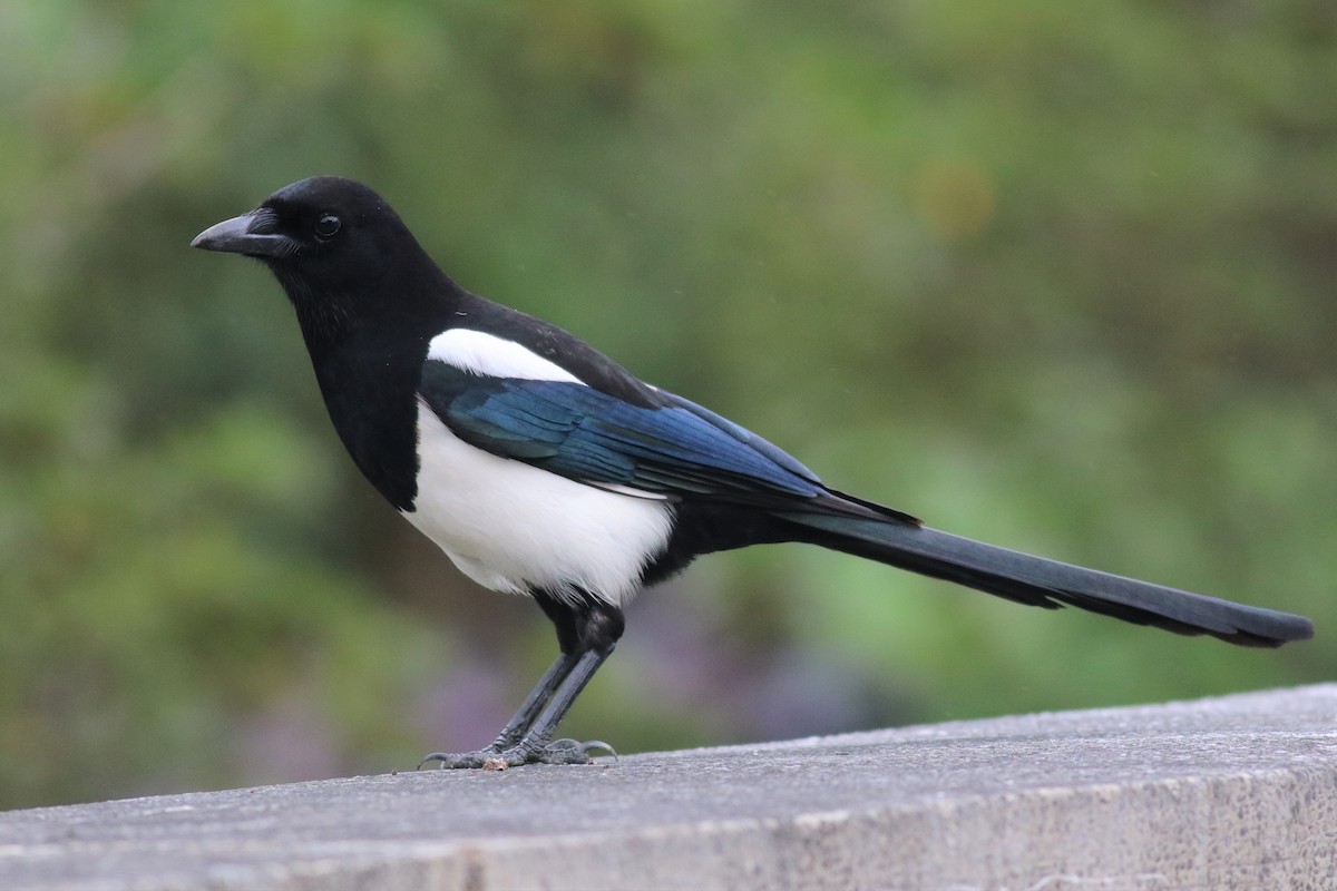 Oriental Magpie - Brendan Fogarty