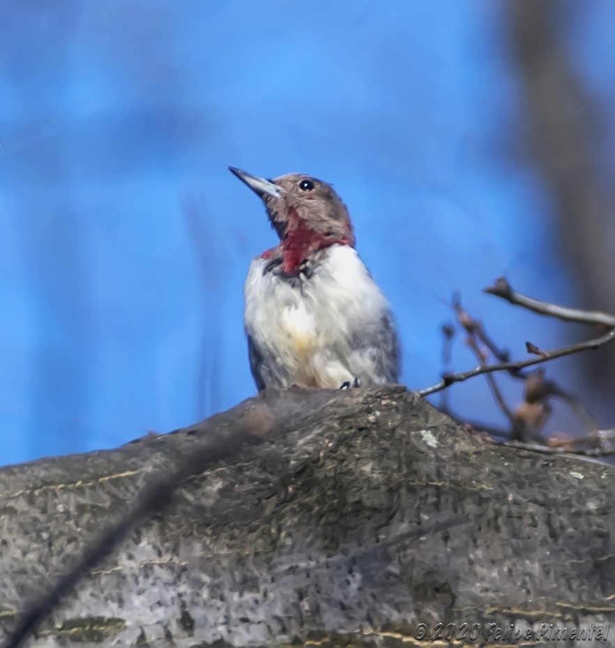 Red-headed Woodpecker - Felipe Pimentel
