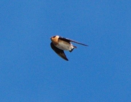 Cave Swallow - ML21048321