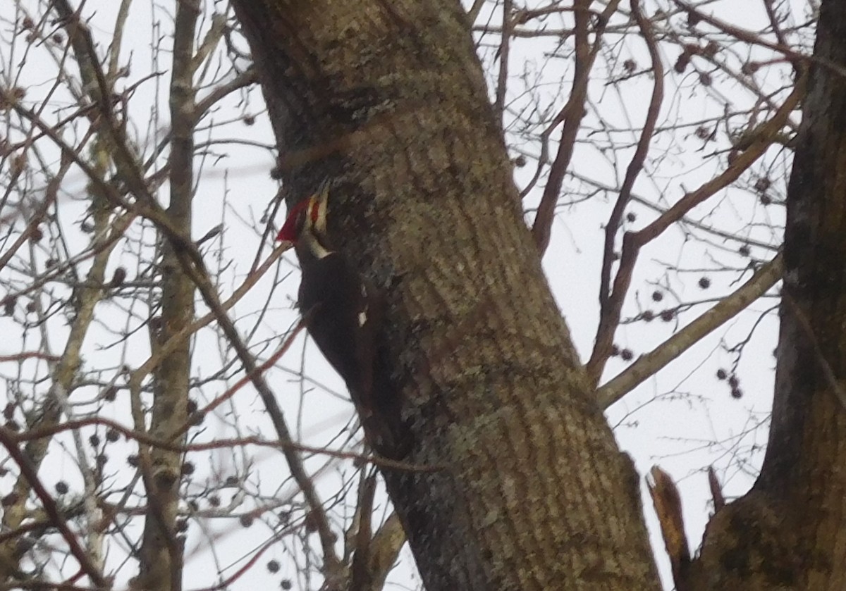 Pileated Woodpecker - ML210483331