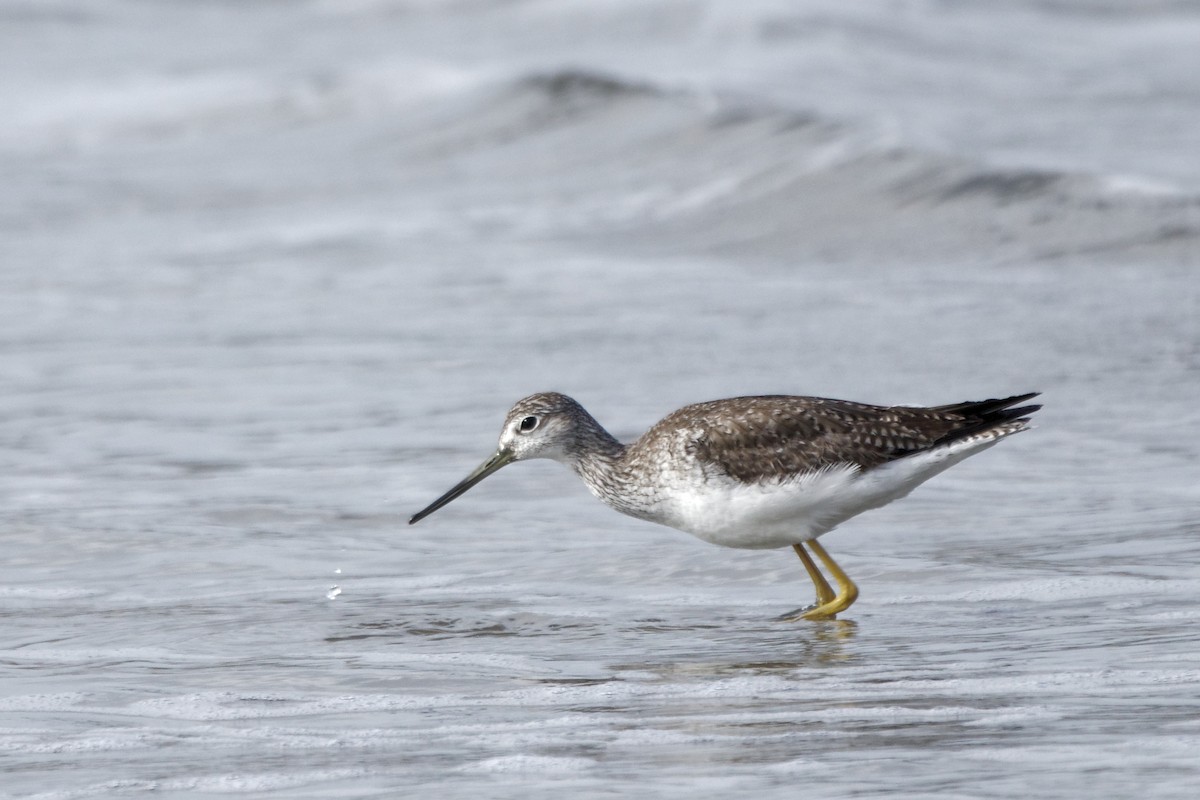 Lesser/Greater Yellowlegs - Susanne Meyer