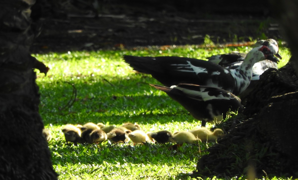 Muscovy Duck (Domestic type) - ML210484651