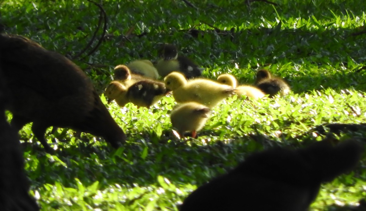 Muscovy Duck (Domestic type) - ML210484671