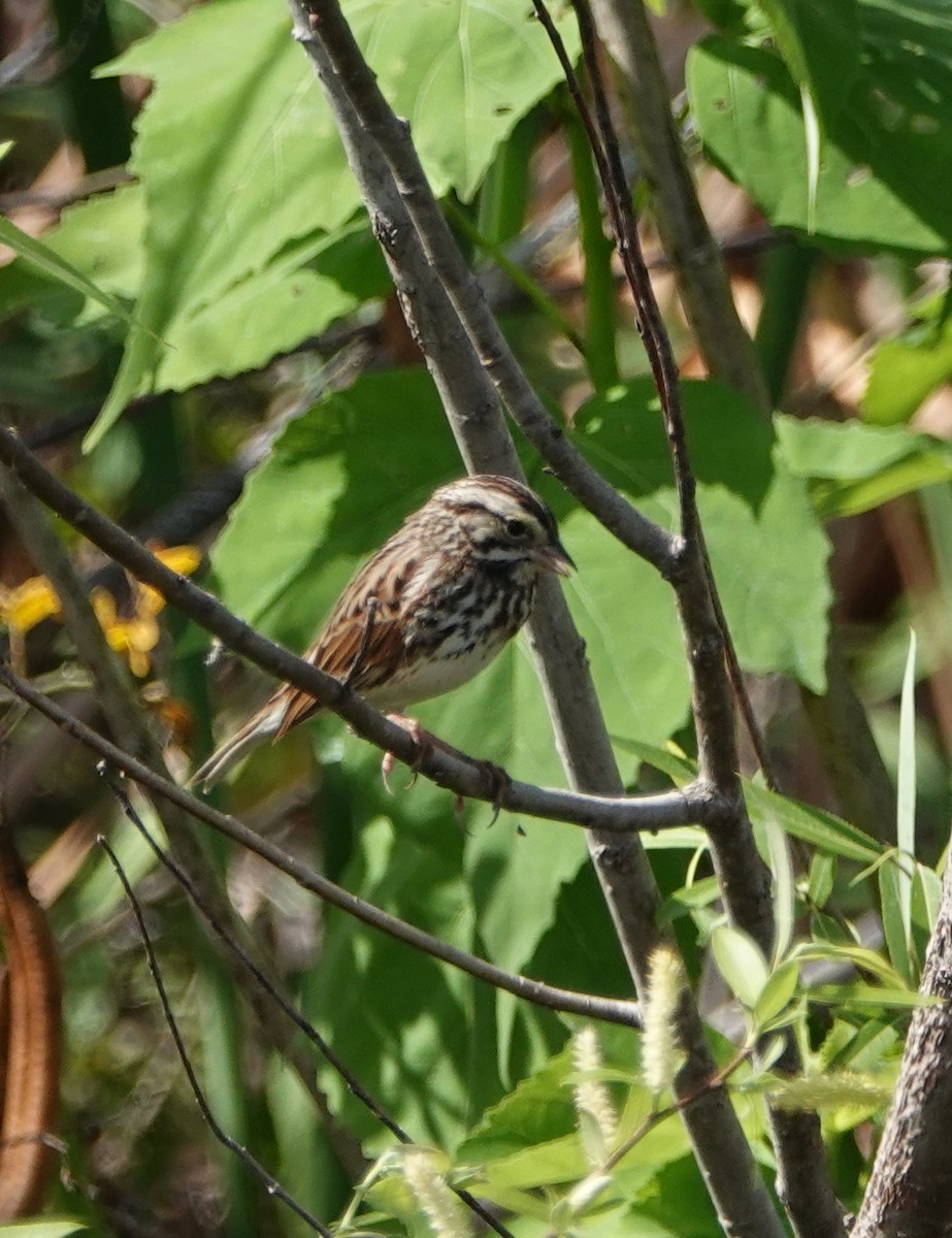 Savannah Sparrow - Frank Guenther