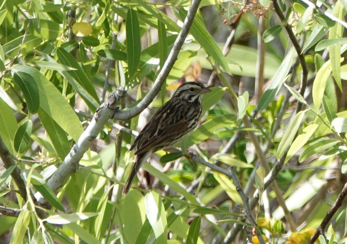 Savannah Sparrow - Frank Guenther