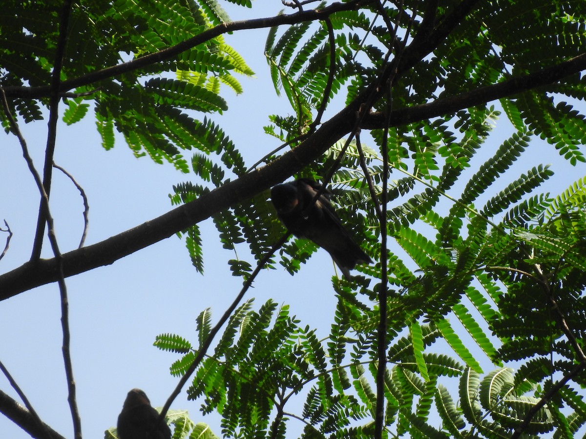 Pacific Swallow - ML210487931