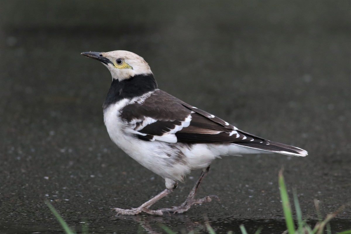 Black-collared Starling - Brendan Fogarty