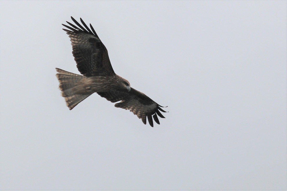 Black Kite - Brendan  Fogarty