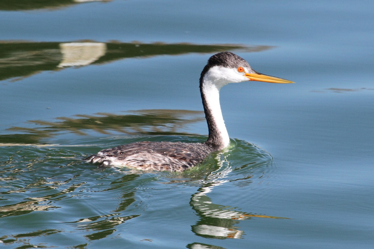 Clark's Grebe - ML21049101