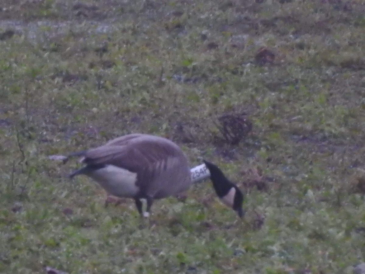 Canada Goose - Jody  Wells