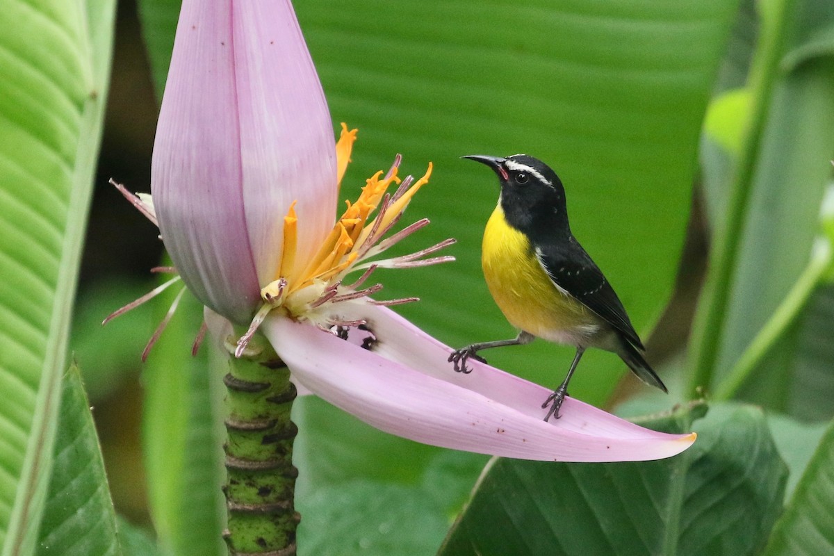 Bananaquit (Lesser Antillean) - ML210496101