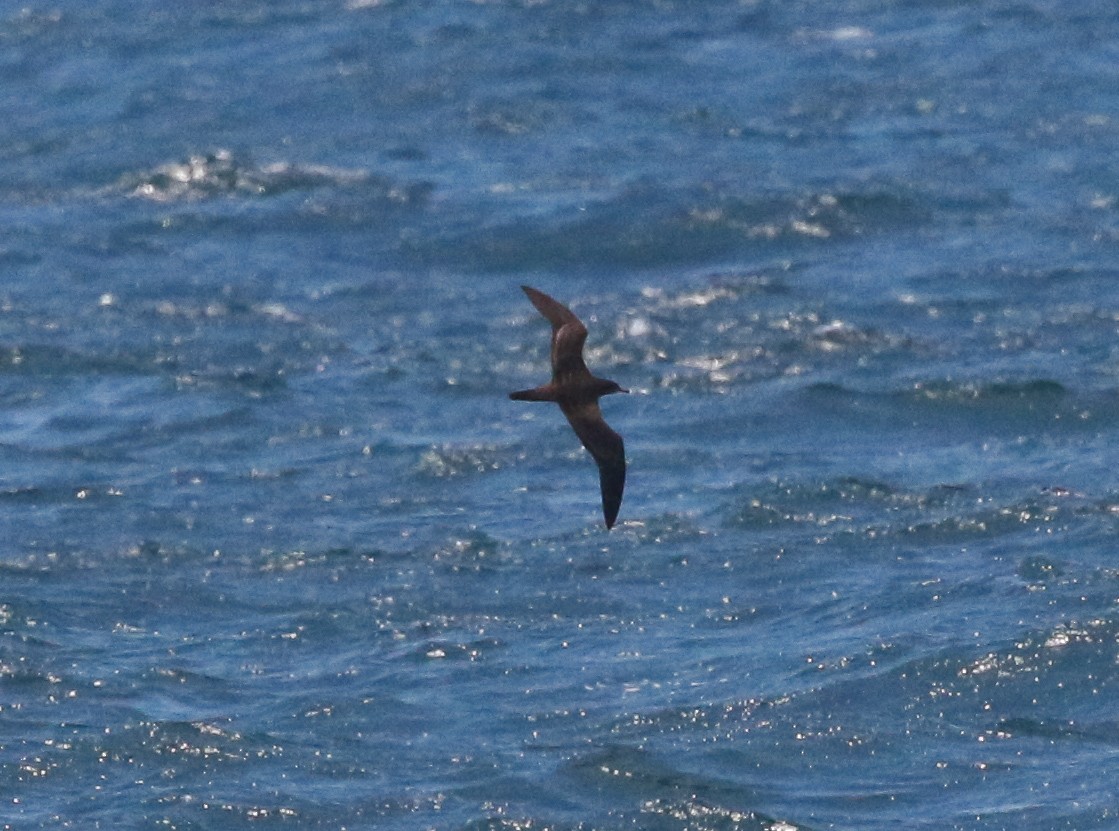 Wedge-tailed Shearwater - ML210501851