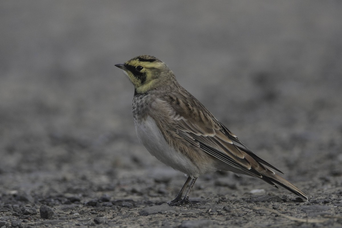 Horned Lark - ML21050191