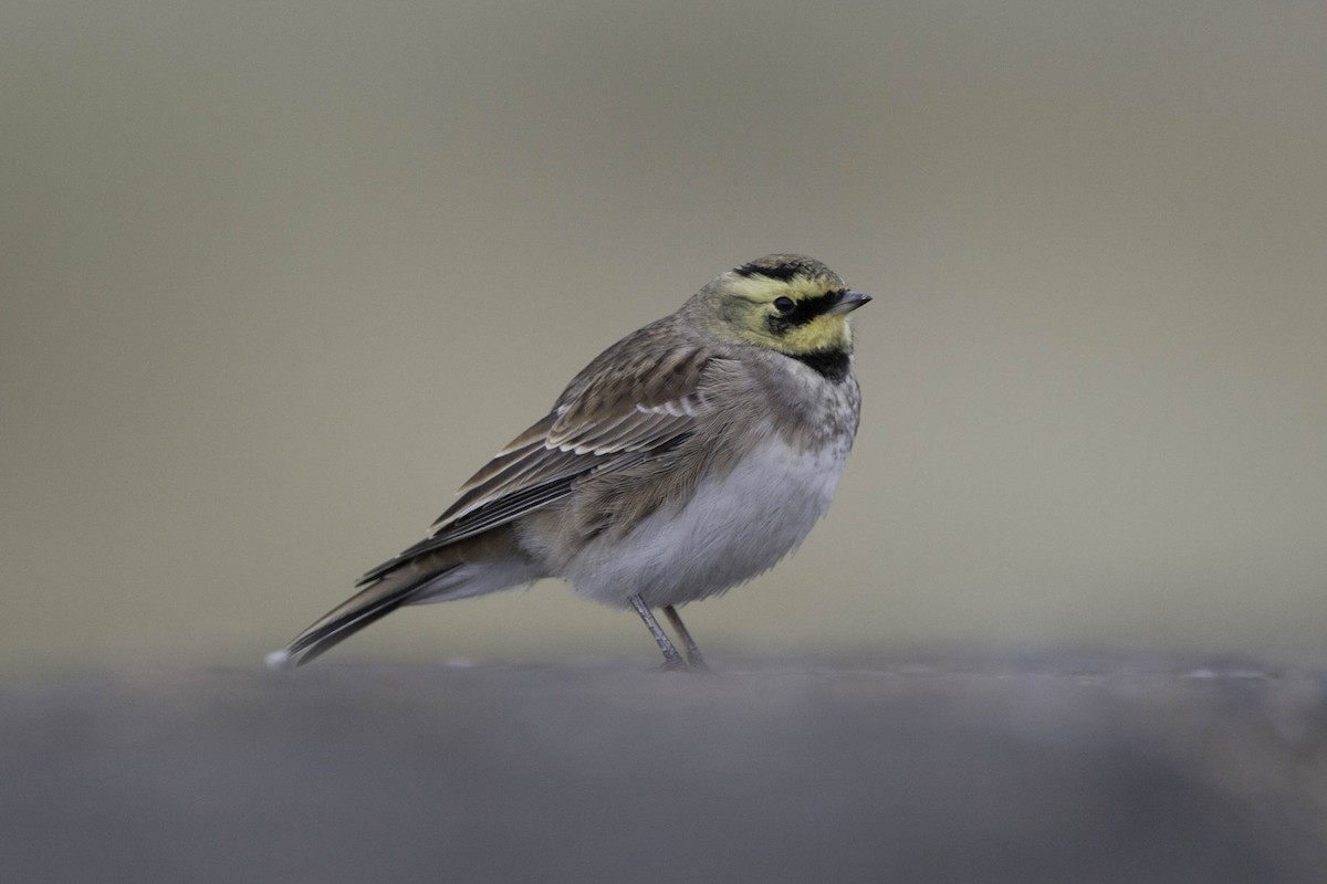 Horned Lark - ML21050201