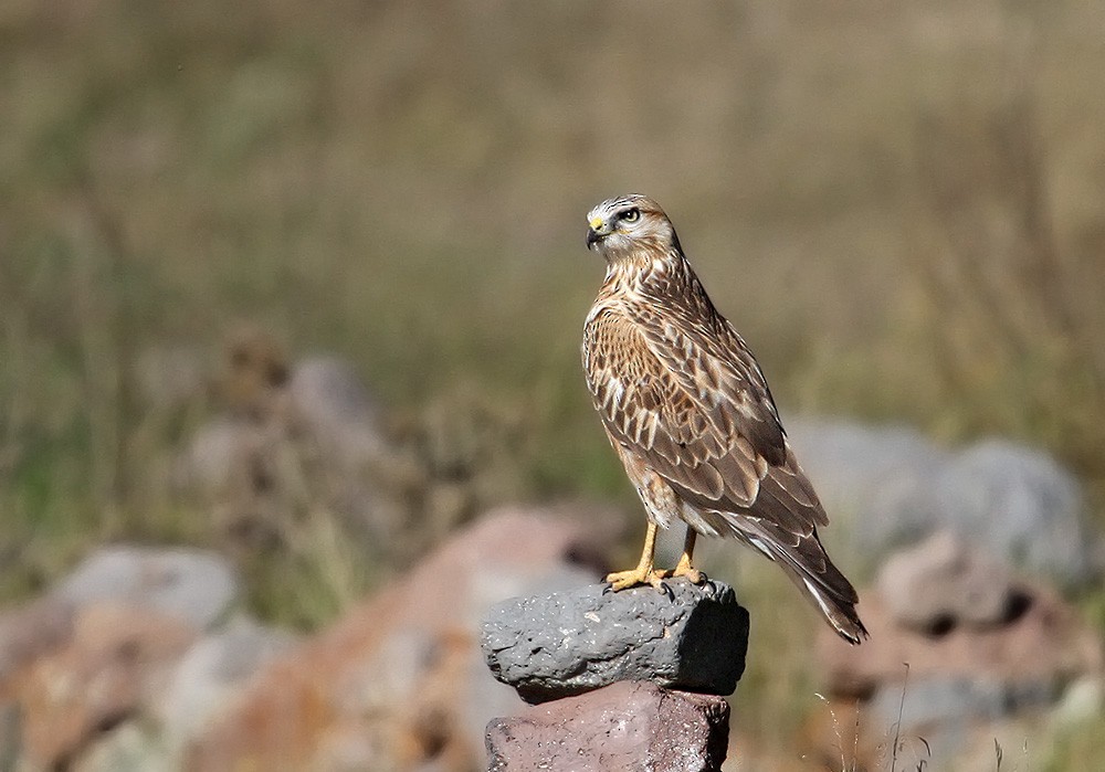 Long-legged Buzzard - ML21050261