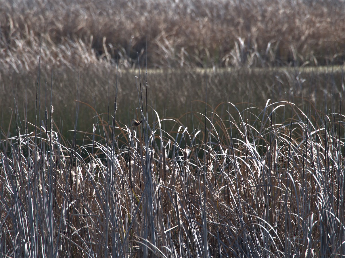 Marsh Wren - Daniel Richards