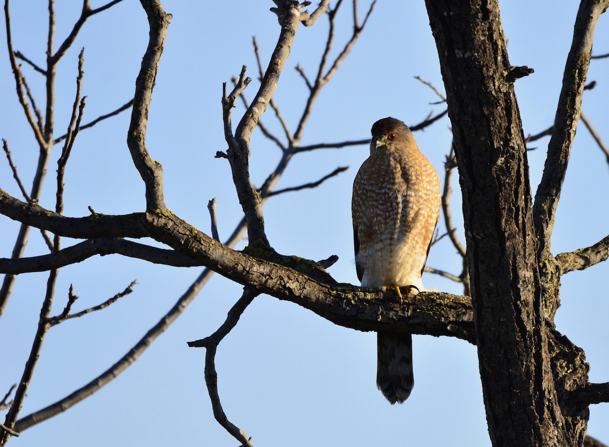 Cooper's Hawk - ML210508931