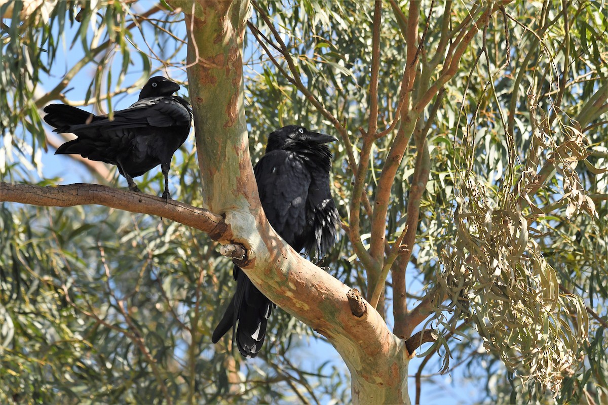 Australian Raven - ML210508951