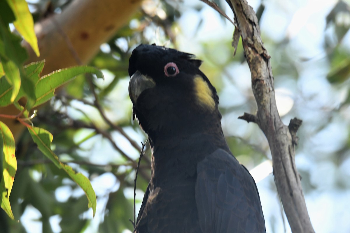 Yellow-tailed Black-Cockatoo - ML210508971