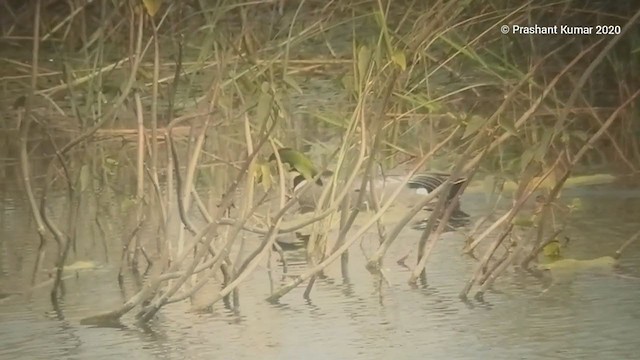 Falcated Duck - ML210510591
