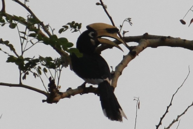 Oriental Pied-Hornbill - ML210510751