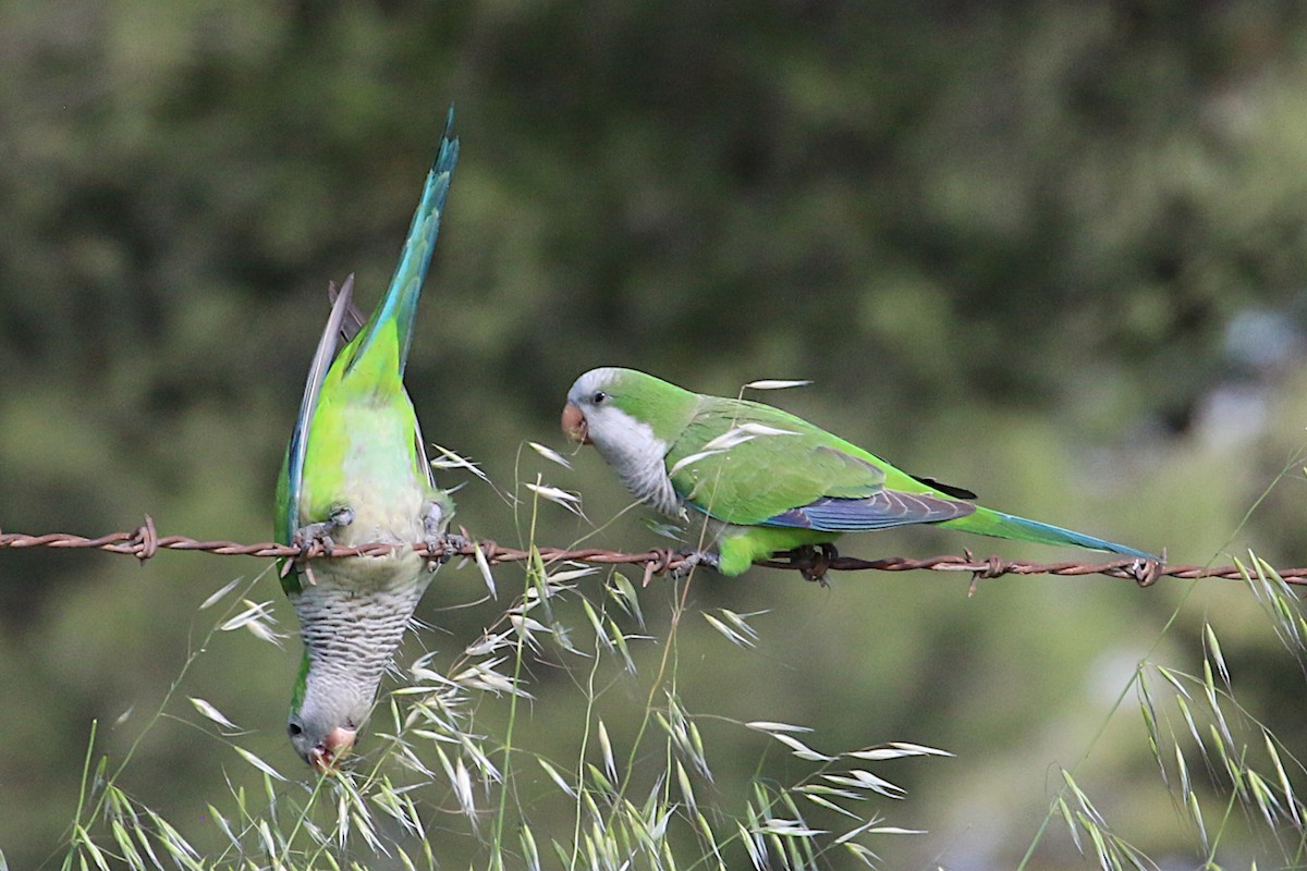 Monk Parakeet - ML210512091