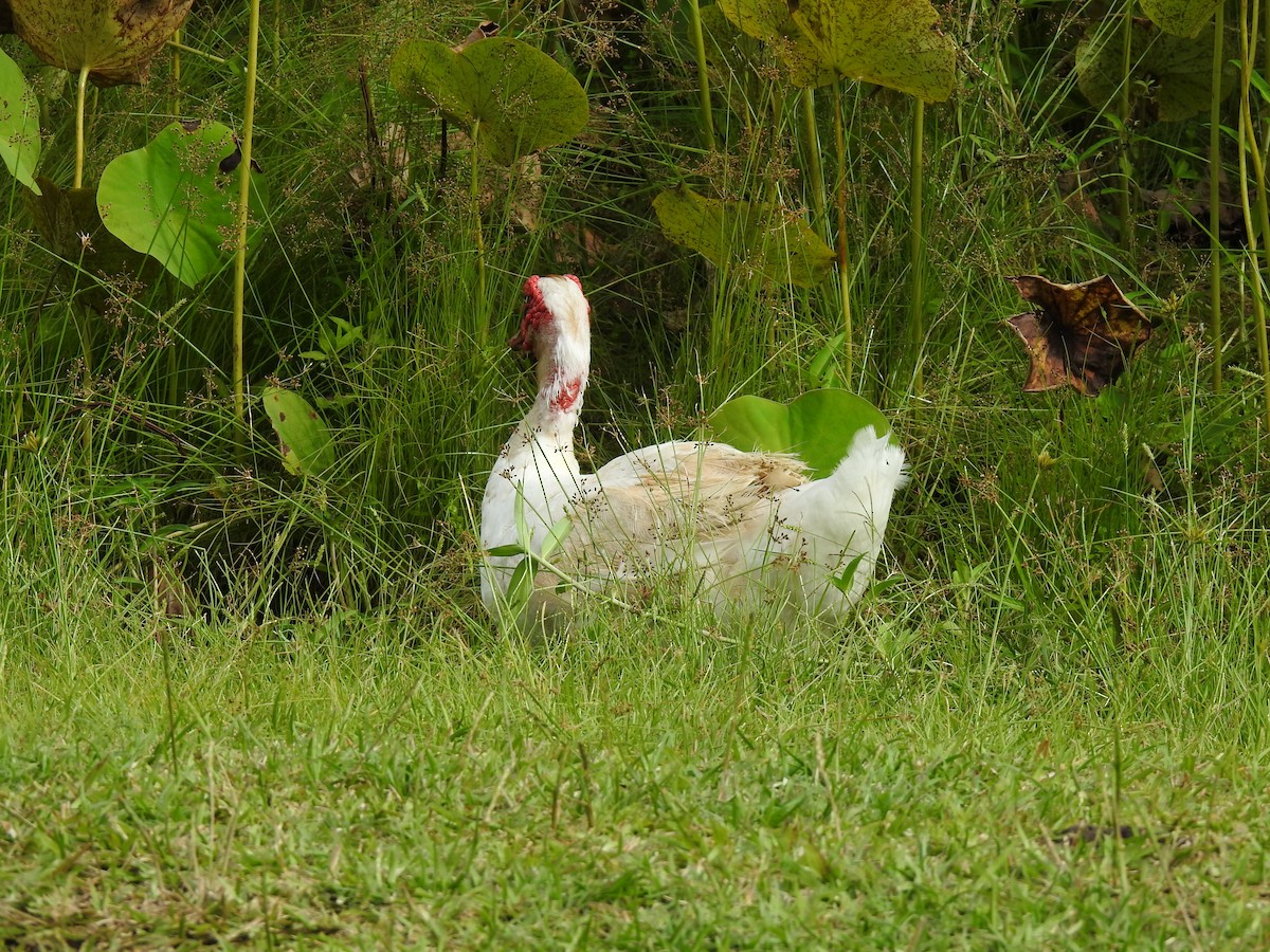 Muscovy Duck (Domestic type) - Wade Nolan