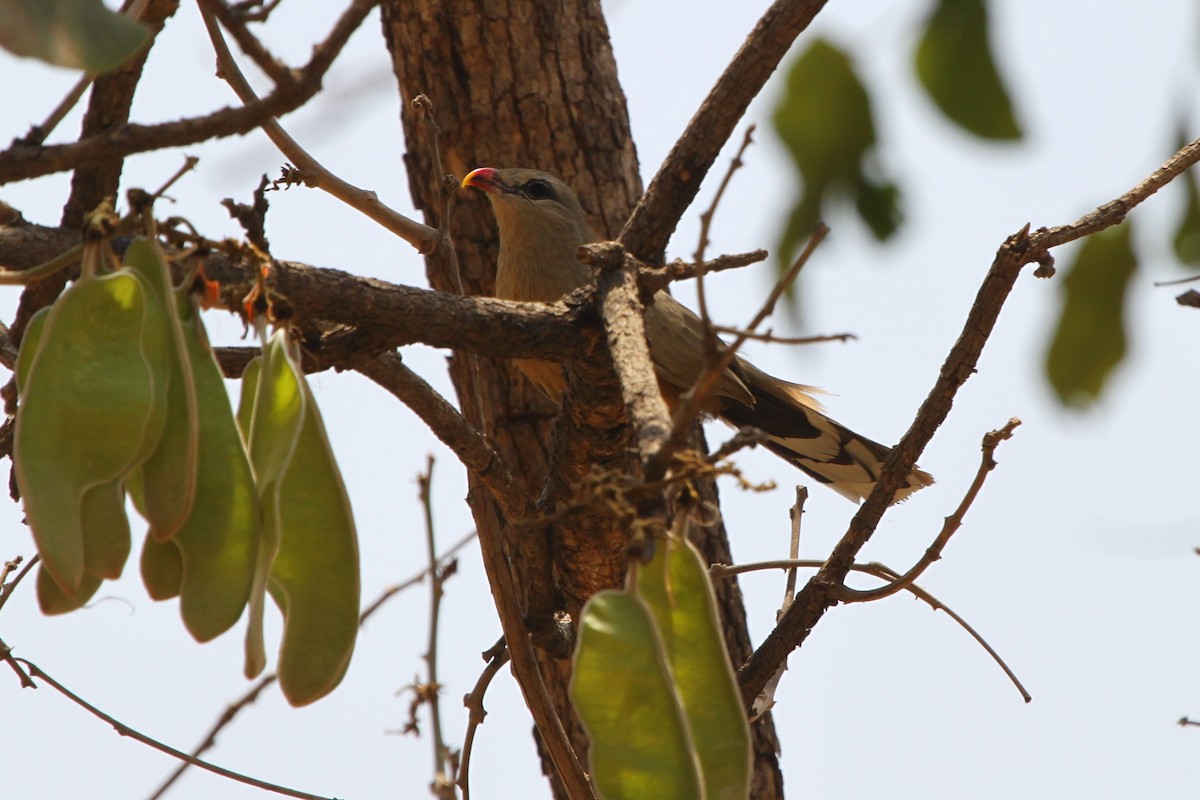 Sirkeer Malkoha - ML210512311