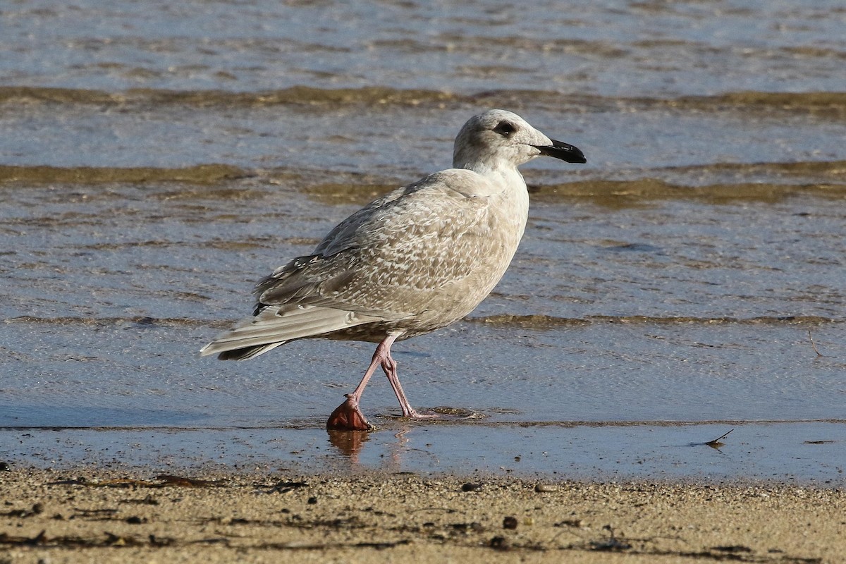 Glaucous-winged Gull - Eric VanderWerf