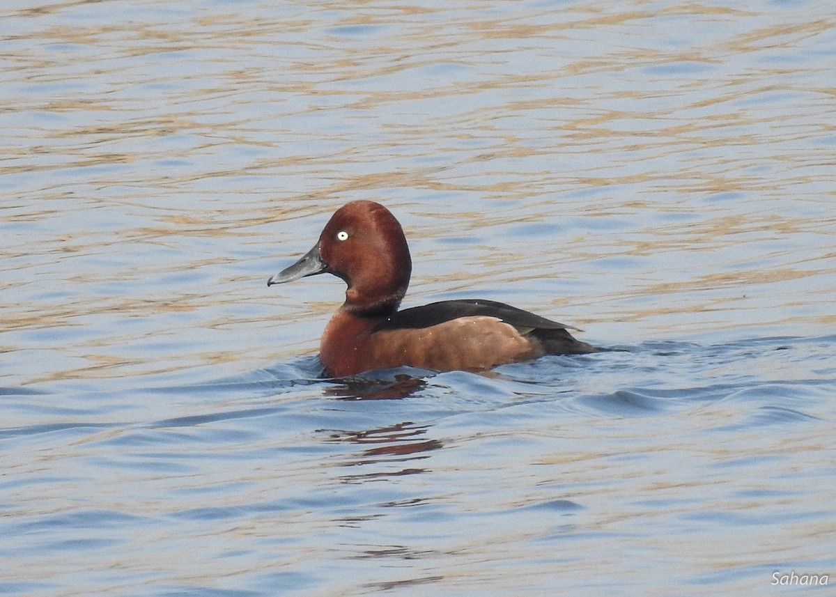 Ferruginous Duck - ML210514331