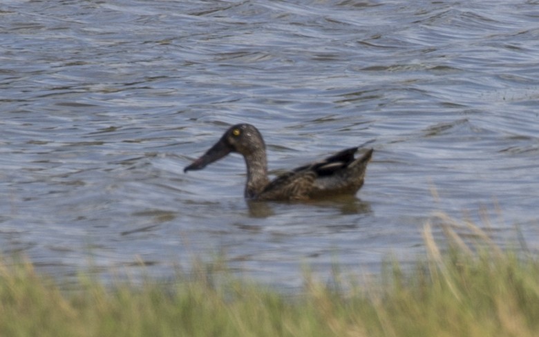 Northern Shoveler - ML21051601