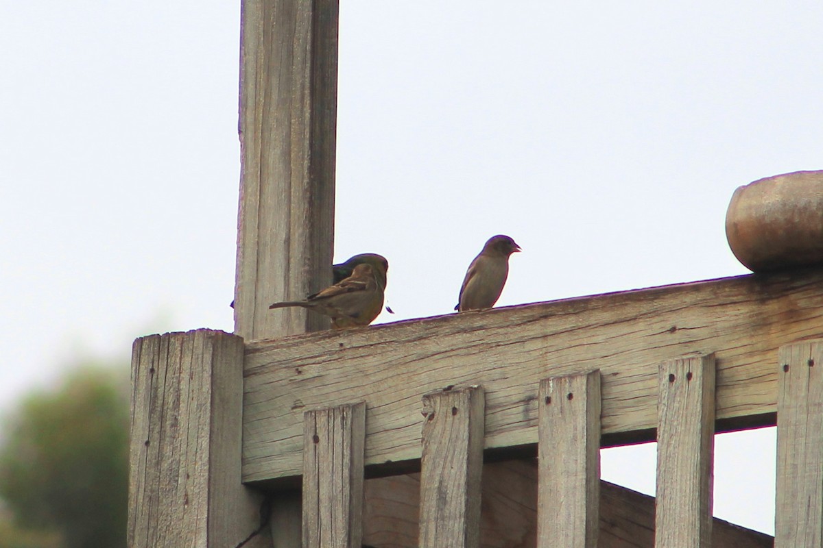 House Sparrow - ML210516111