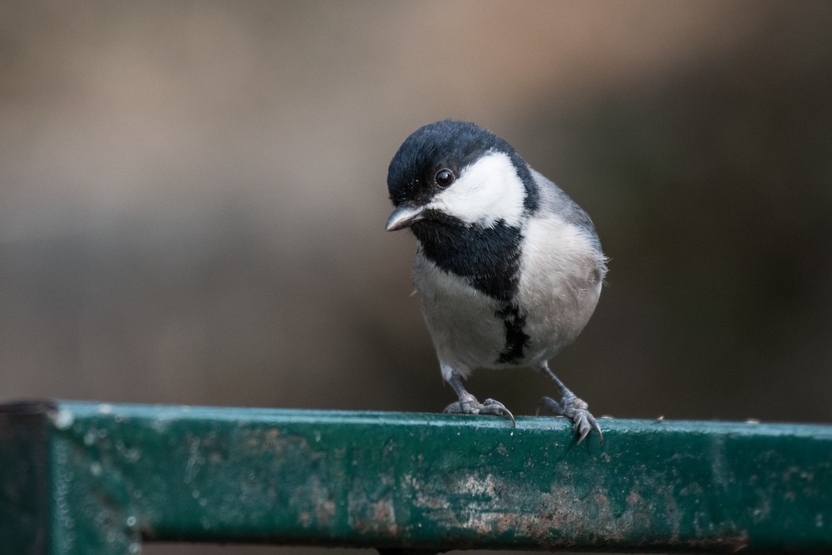 Asian Tit (Cinereous) - ML210516941