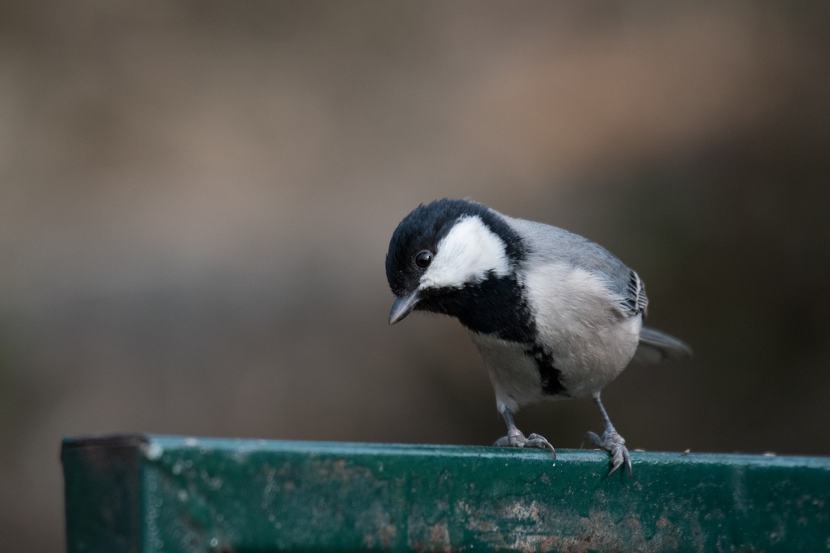 Asian Tit (Cinereous) - ML210516951