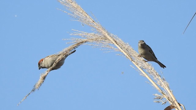 Moineau du Sind - ML210518161