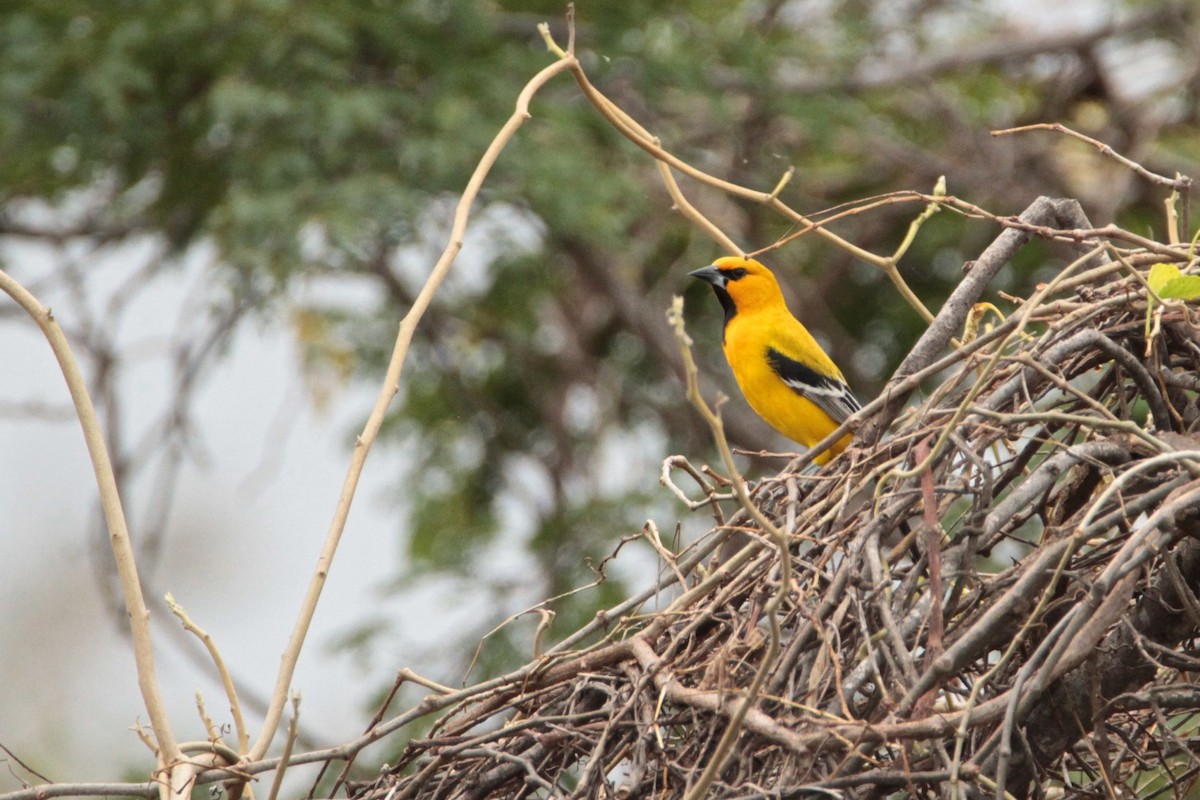 Yellow Oriole - ML210518531