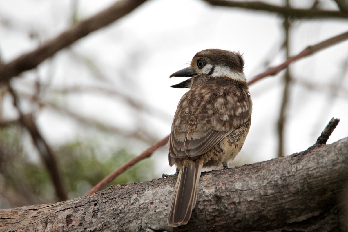 Russet-throated Puffbird - ML210518601