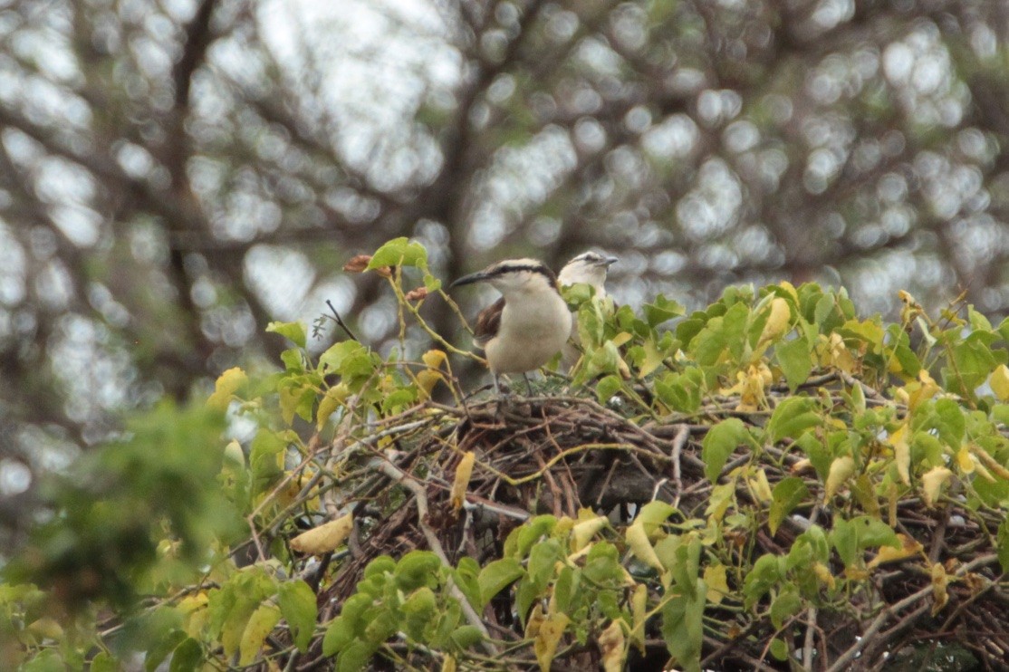 Bicolored Wren - ML210518751