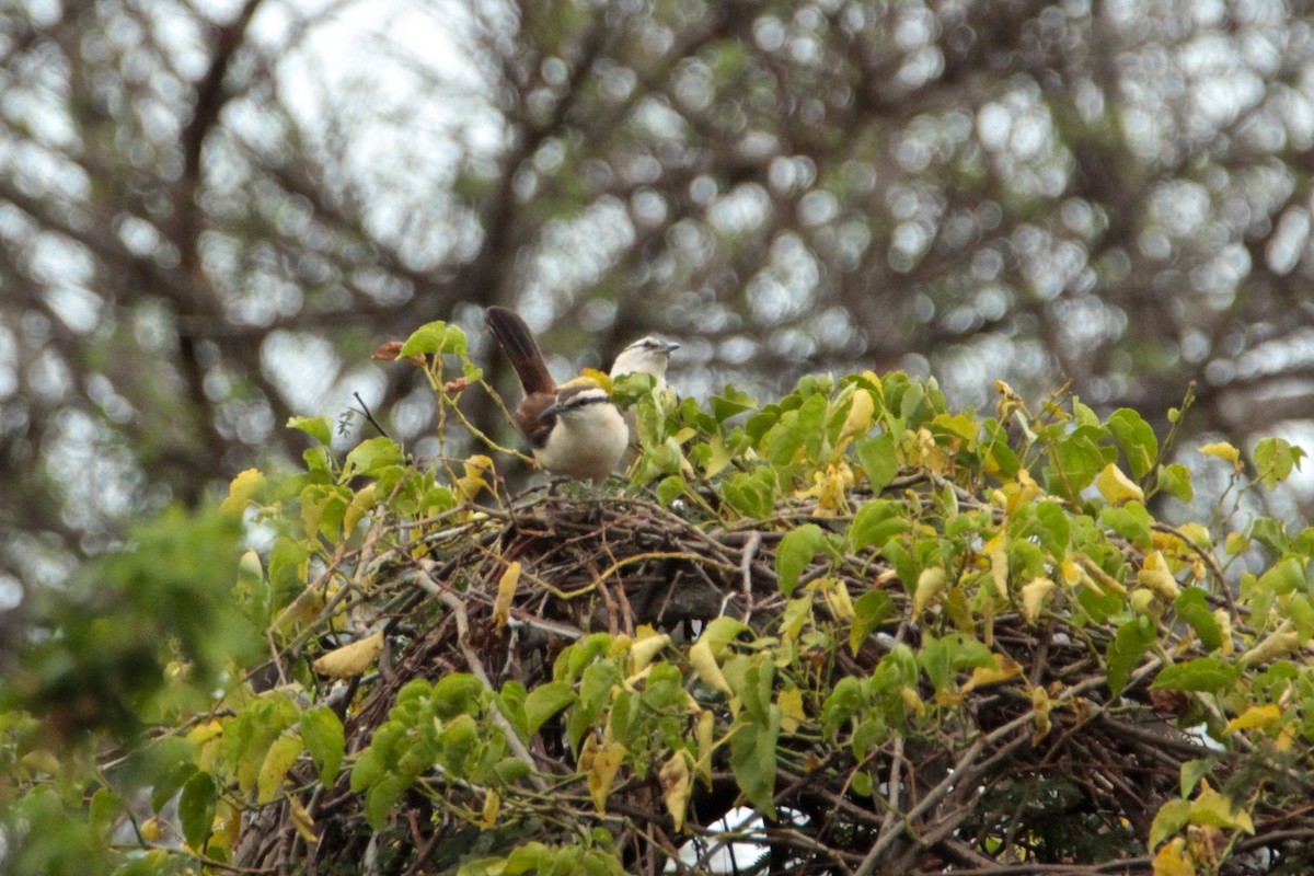 Bicolored Wren - ML210518781