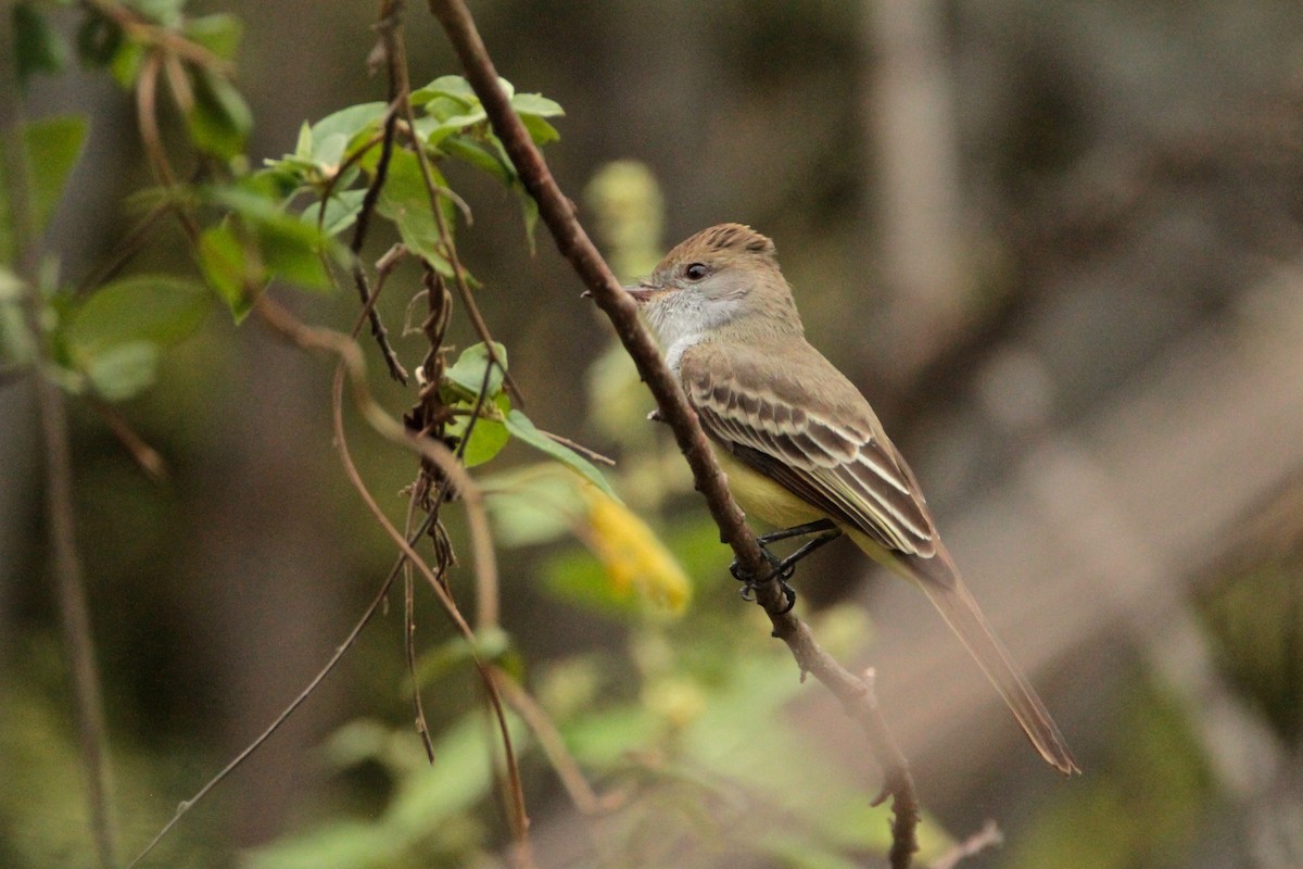 Brown-crested Flycatcher - ML210519051