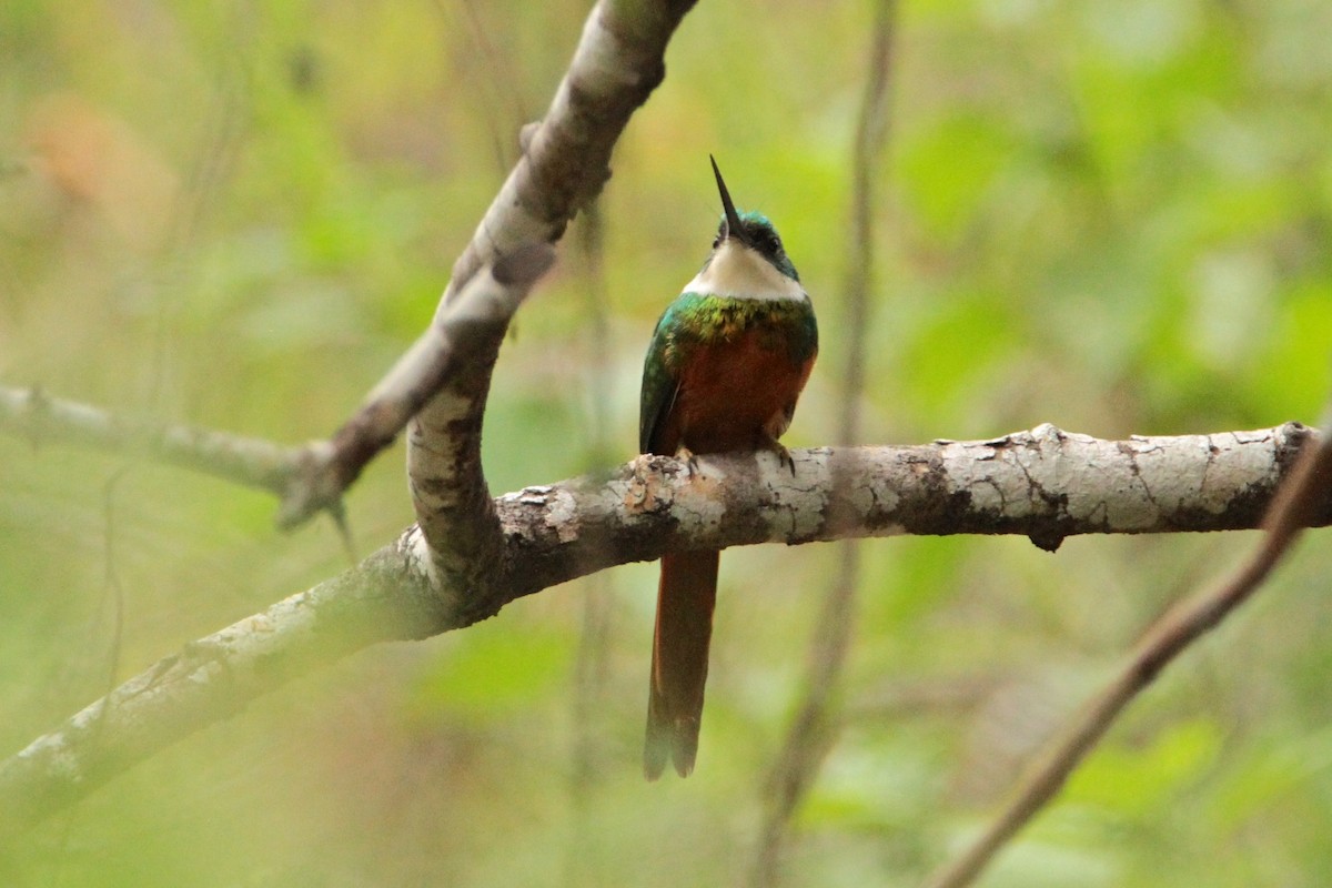 Rufous-tailed Jacamar - ML210519141