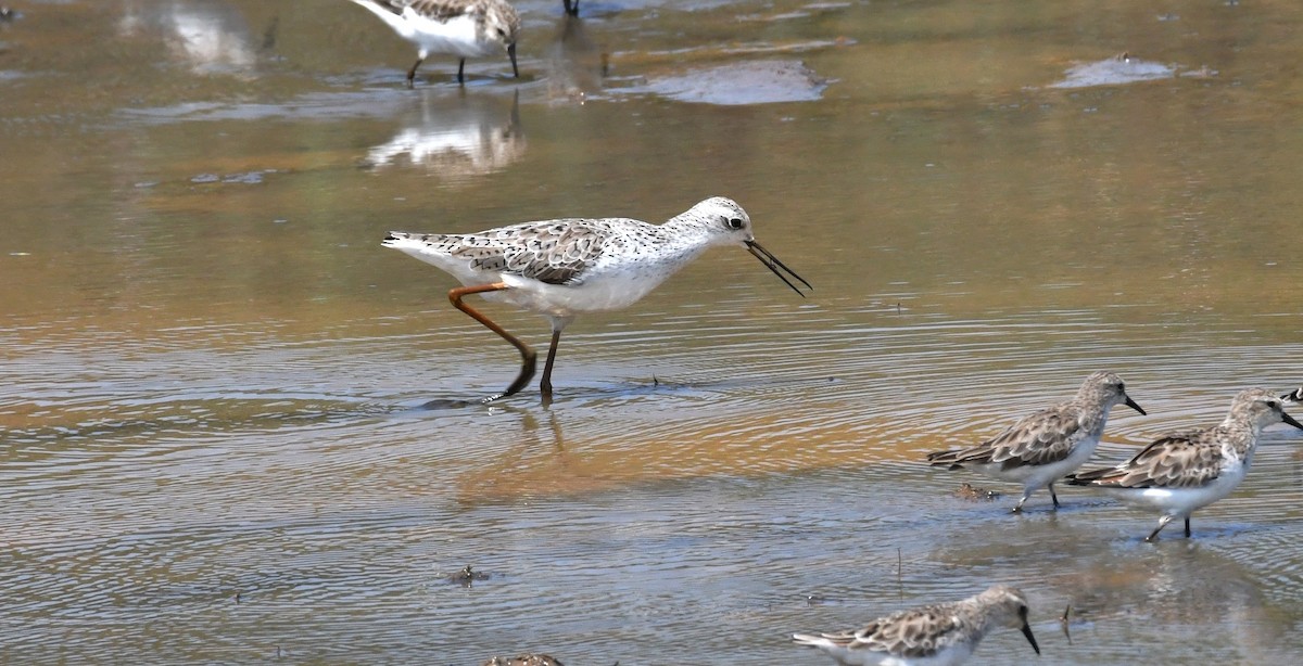 Marsh Sandpiper - ML210519281