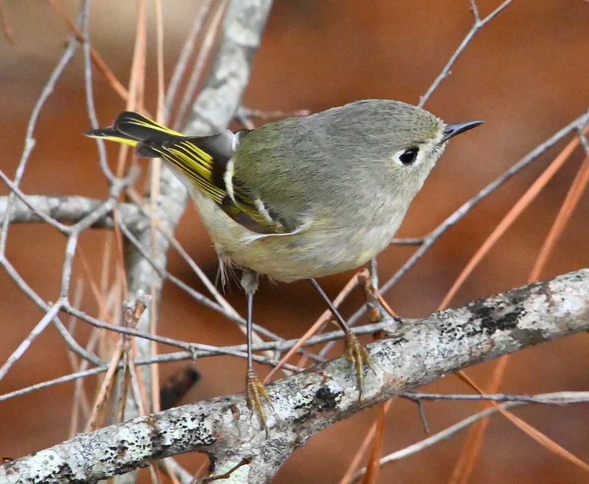 Ruby-crowned Kinglet - ML210519471