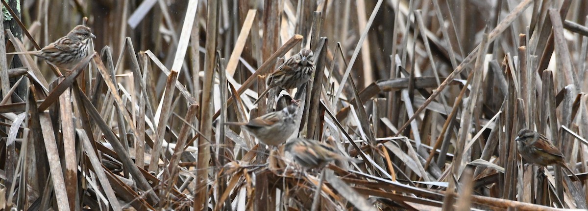 Swamp Sparrow - ML210519491