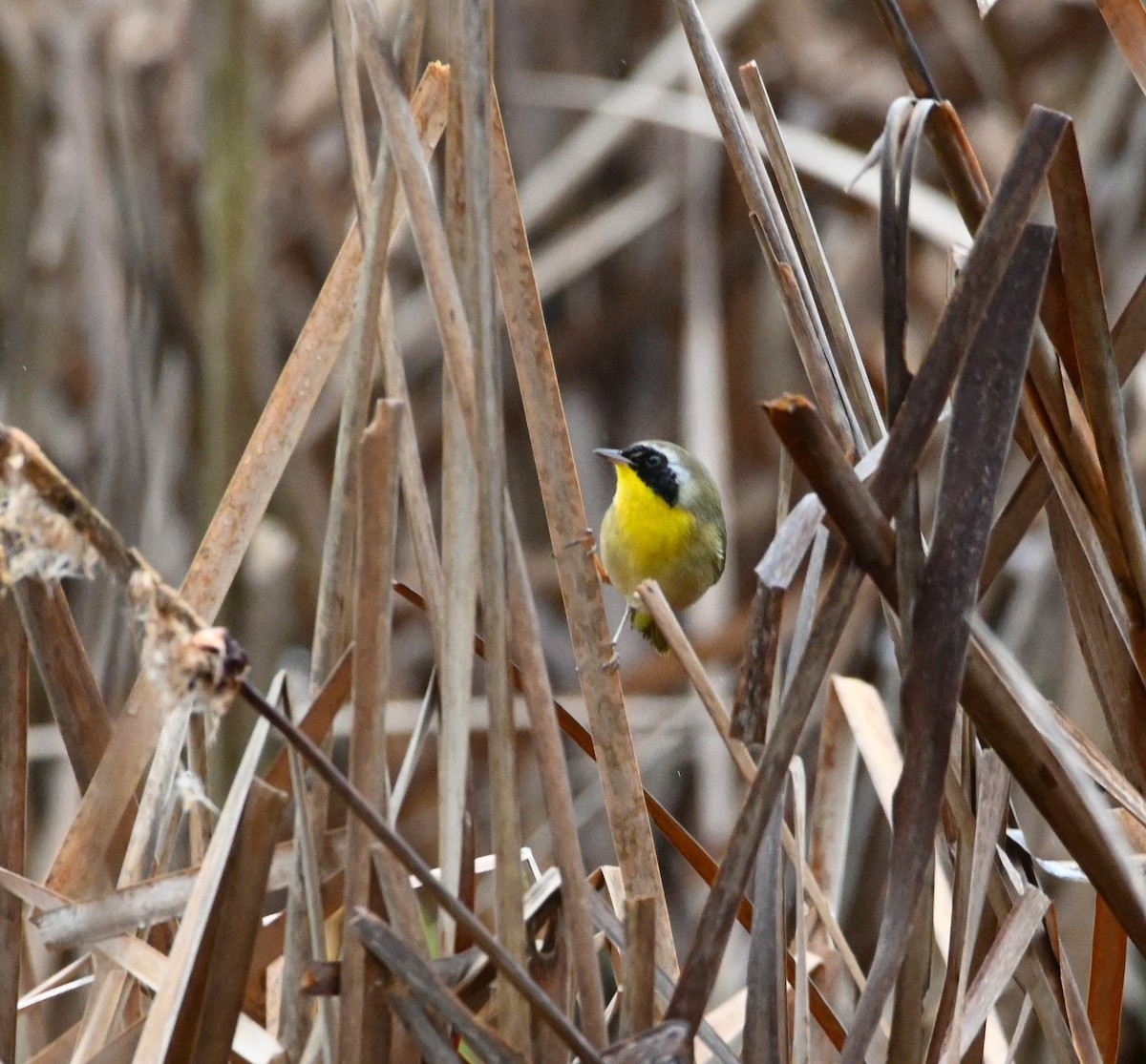 Common Yellowthroat - ML210519501