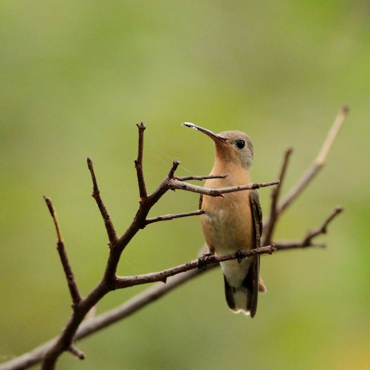 Buffy Hummingbird - ML210519511