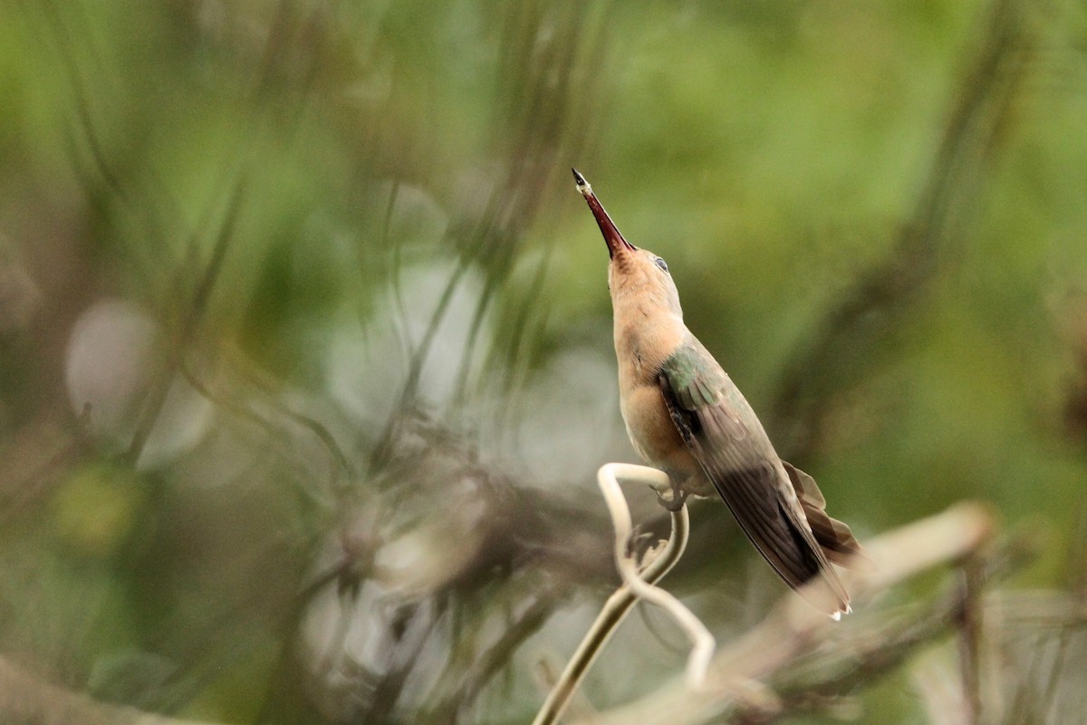 Buffy Hummingbird - ML210519531